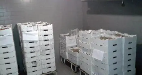 Scoperti 600 chili di pesce scaduto in un’azienda di Trento