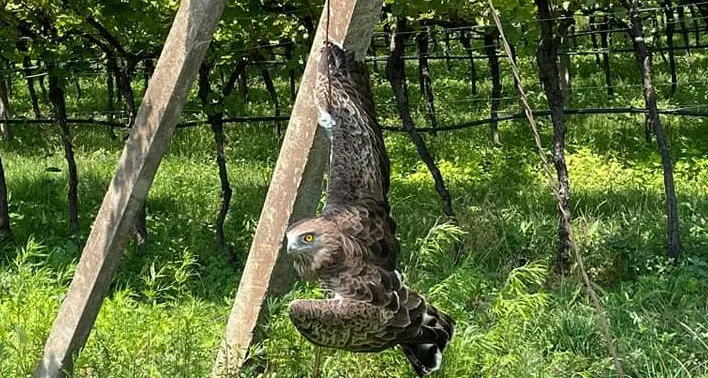 Roverè della Luna, aquila incastrata fra le vigne salvata dai vigili del fuoco