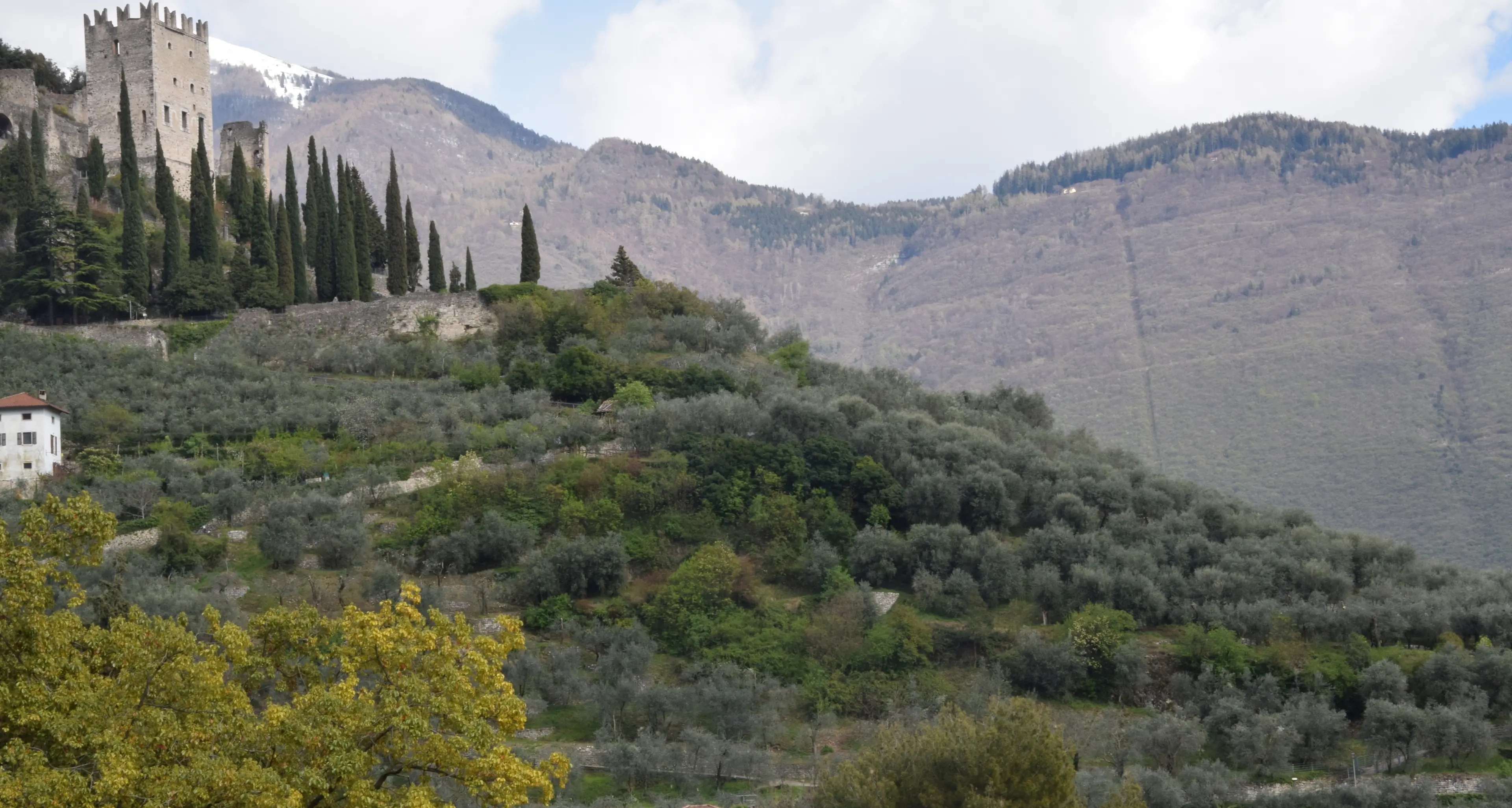Sul Garda trentino più olive ma meno olio
