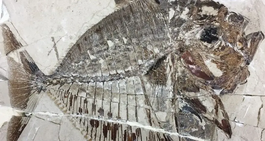 Un mare tropicale dove ora c’è la Lessinia: il fossile di pesce luna svela i suoi colori e la sua dieta