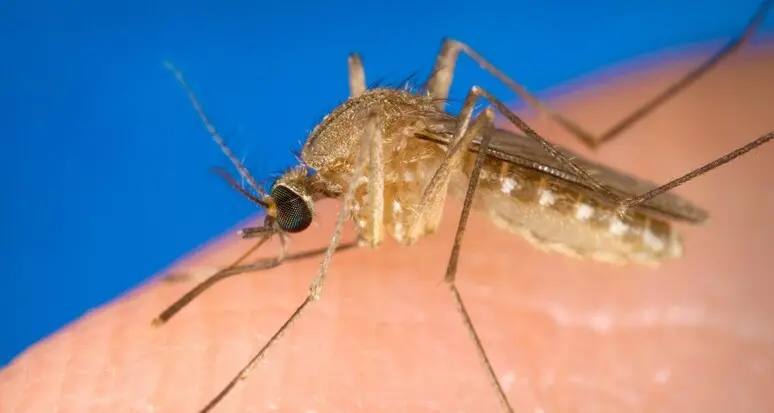 West Nile, prima vittima in Veneto e focolai in tre province