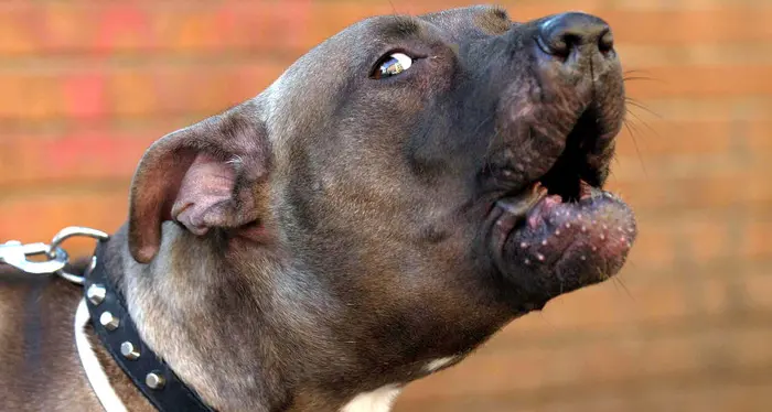 Volpino ucciso da un pitbull a Trento, l’Enpa: “Avevamo chiesto l’intervento delle autorità”