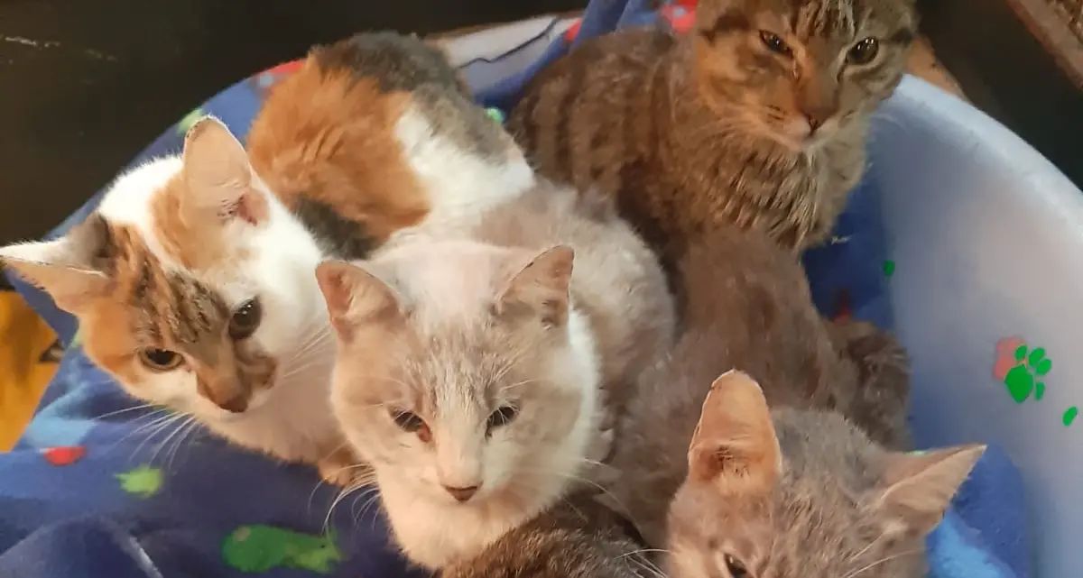 Il sogno di Isabell diventa realtà: un gattile da gestire sul Garda