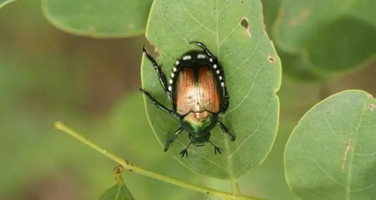 Vignaioli, ora la minaccia di chiama Popillia japonica