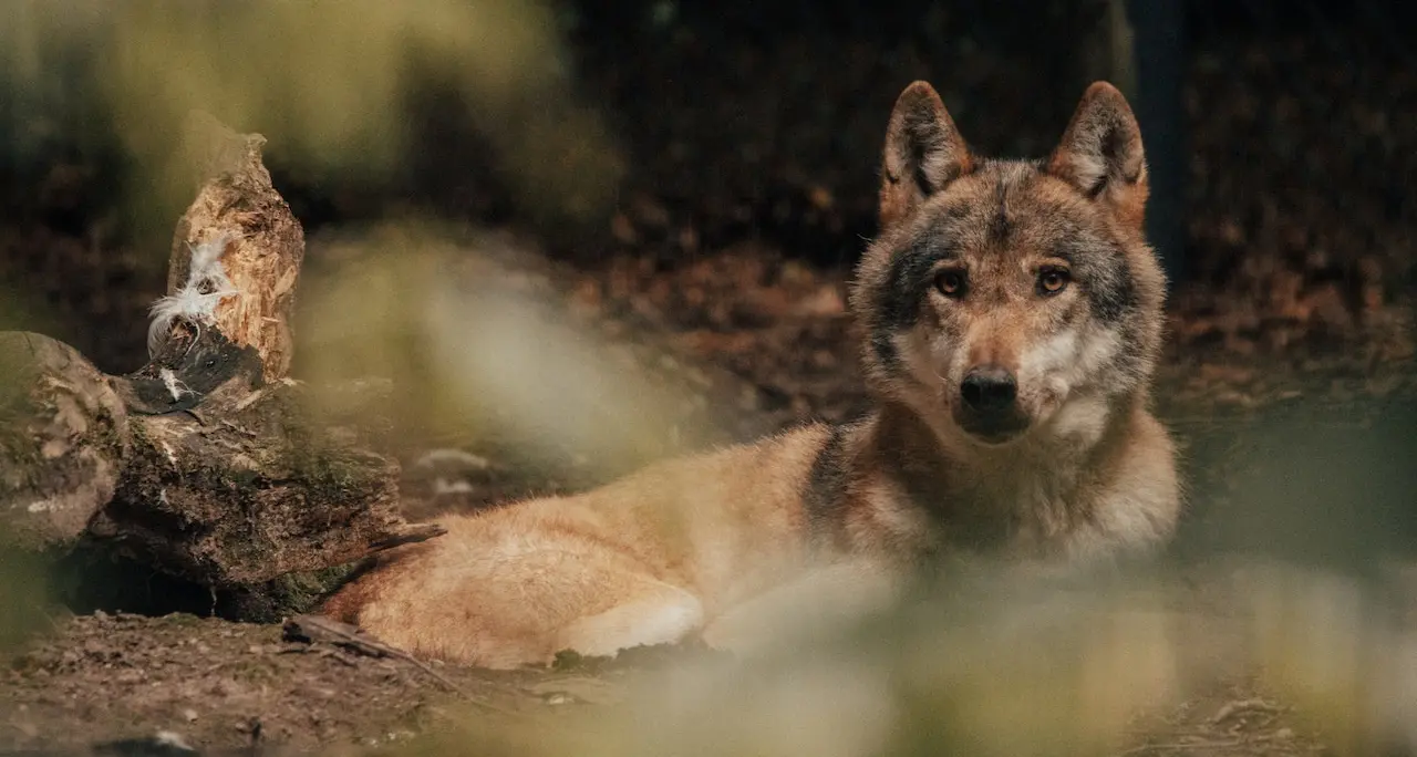 Moena, trovata la carcassa di un lupo