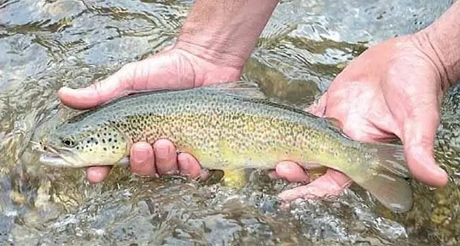 I pescatori: «Veneti e lombardi sono più autonomi di noi»