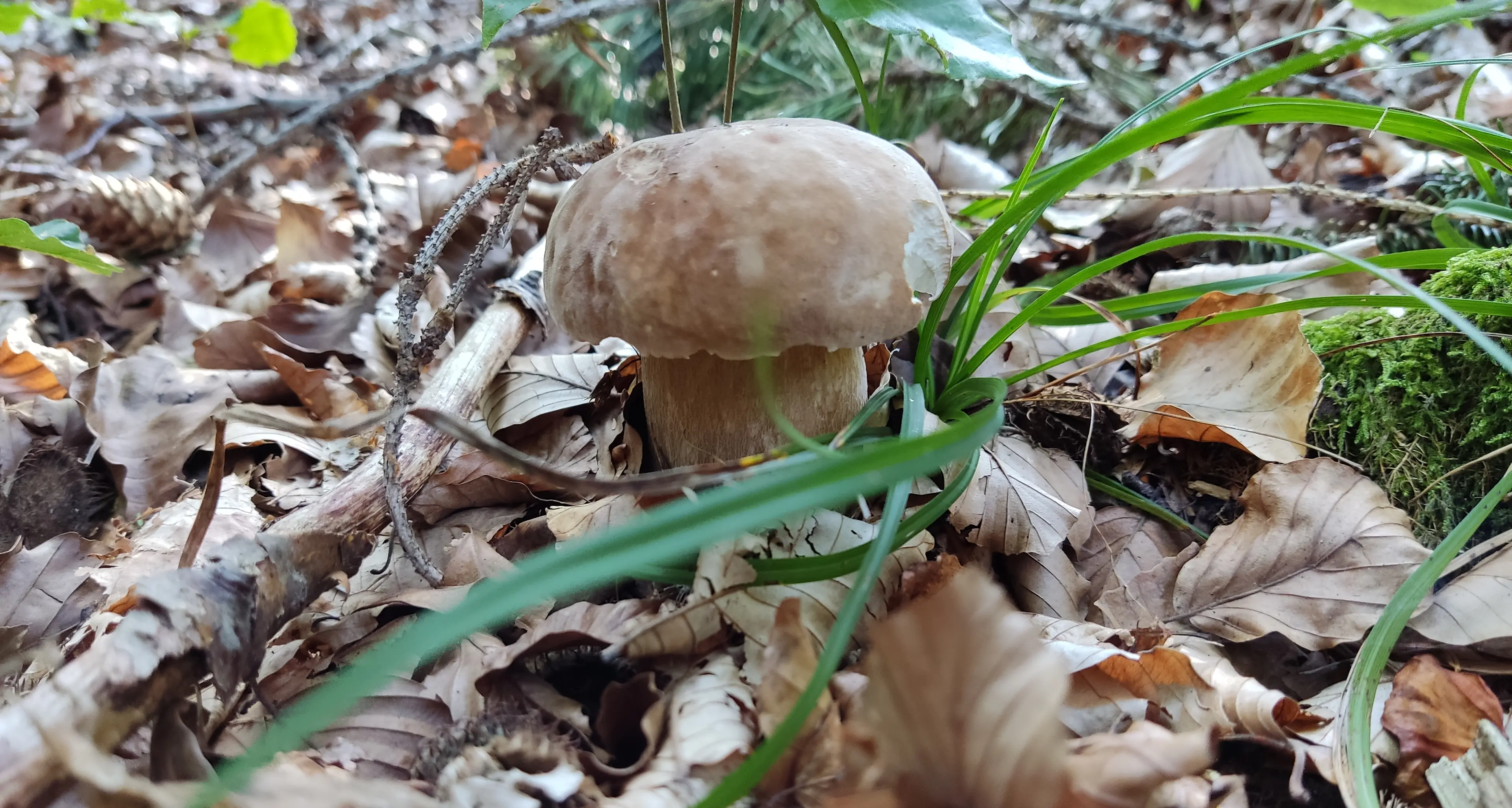 Partita la stagione dei porcini in Trentino: ecco il decalogo per andare “in caccia” in sicurezza