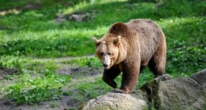 Orsi, Lav a testa bassa contro la Provincia di Trento: “L’ordinanza di abbattimento è una rappresaglia. Risponderemo colpo su colpo”