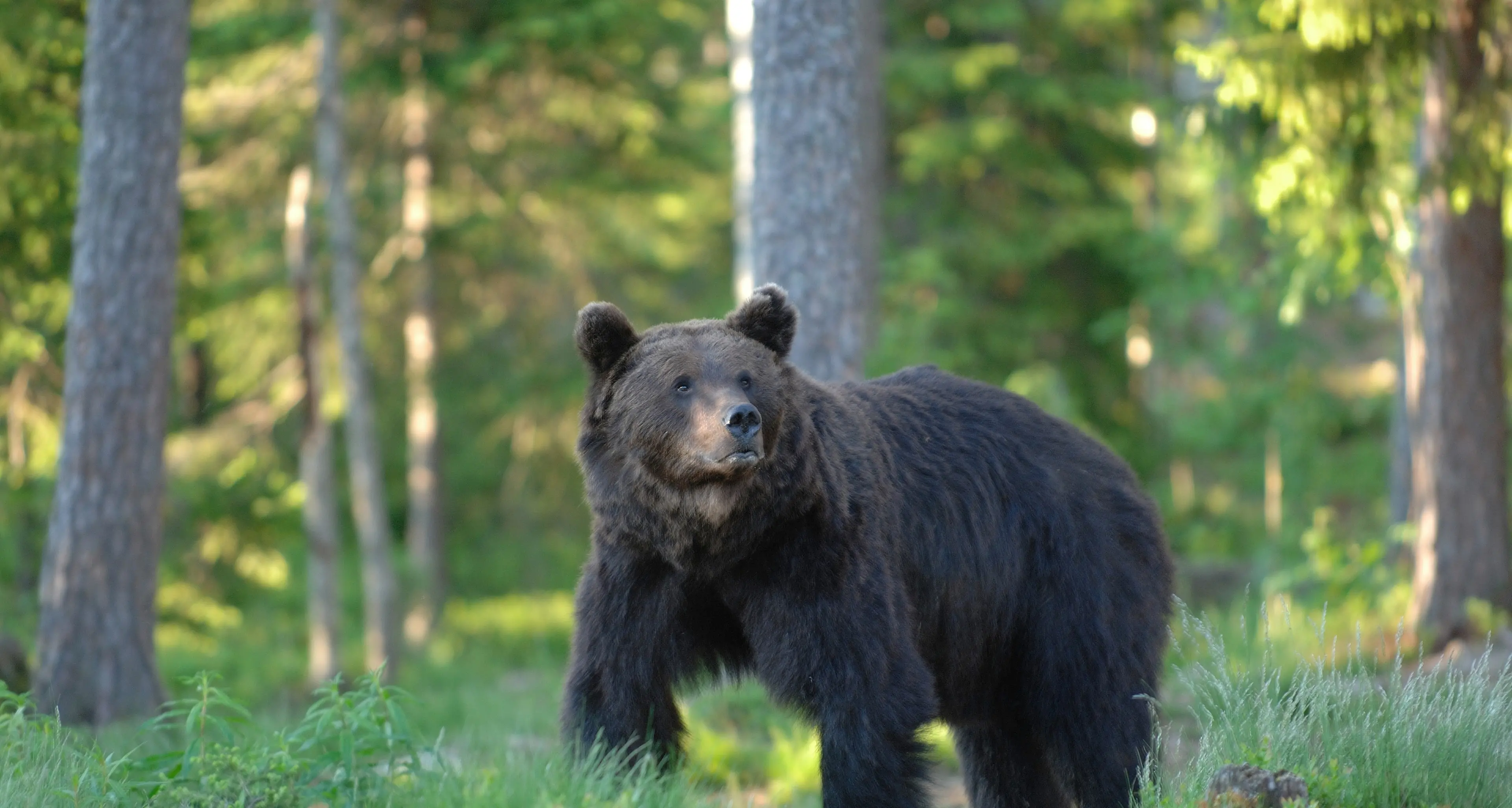 Aggressione orso, l’Enpa: «Inaccettabile la condanna a morte»