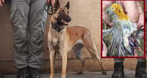 Operazione Pettirosso, forestali e un pastore veterano contro il bracconaggio
