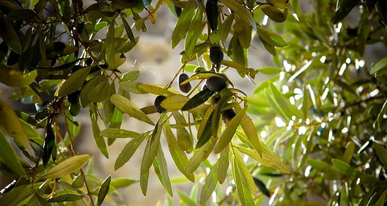 Desenzano, al via la lbera raccolta delle olive