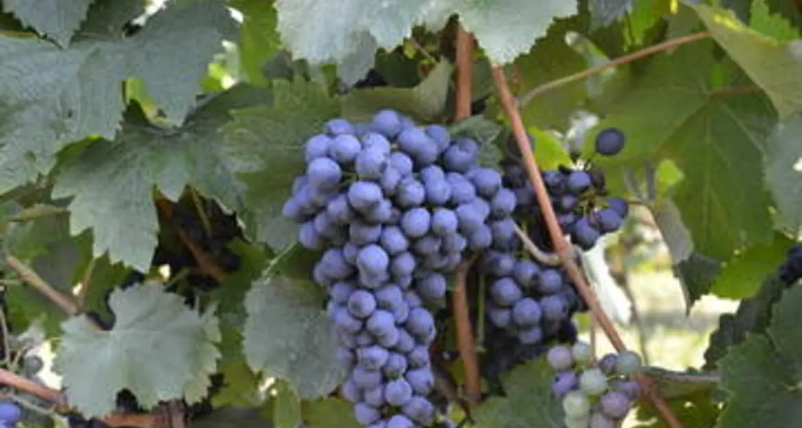 Alla Fem il primo concorso per i “vini resistenti”