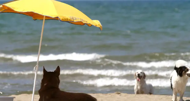 A Rimini la spiaggia è «dog friendly»: sì al bagno con il cane