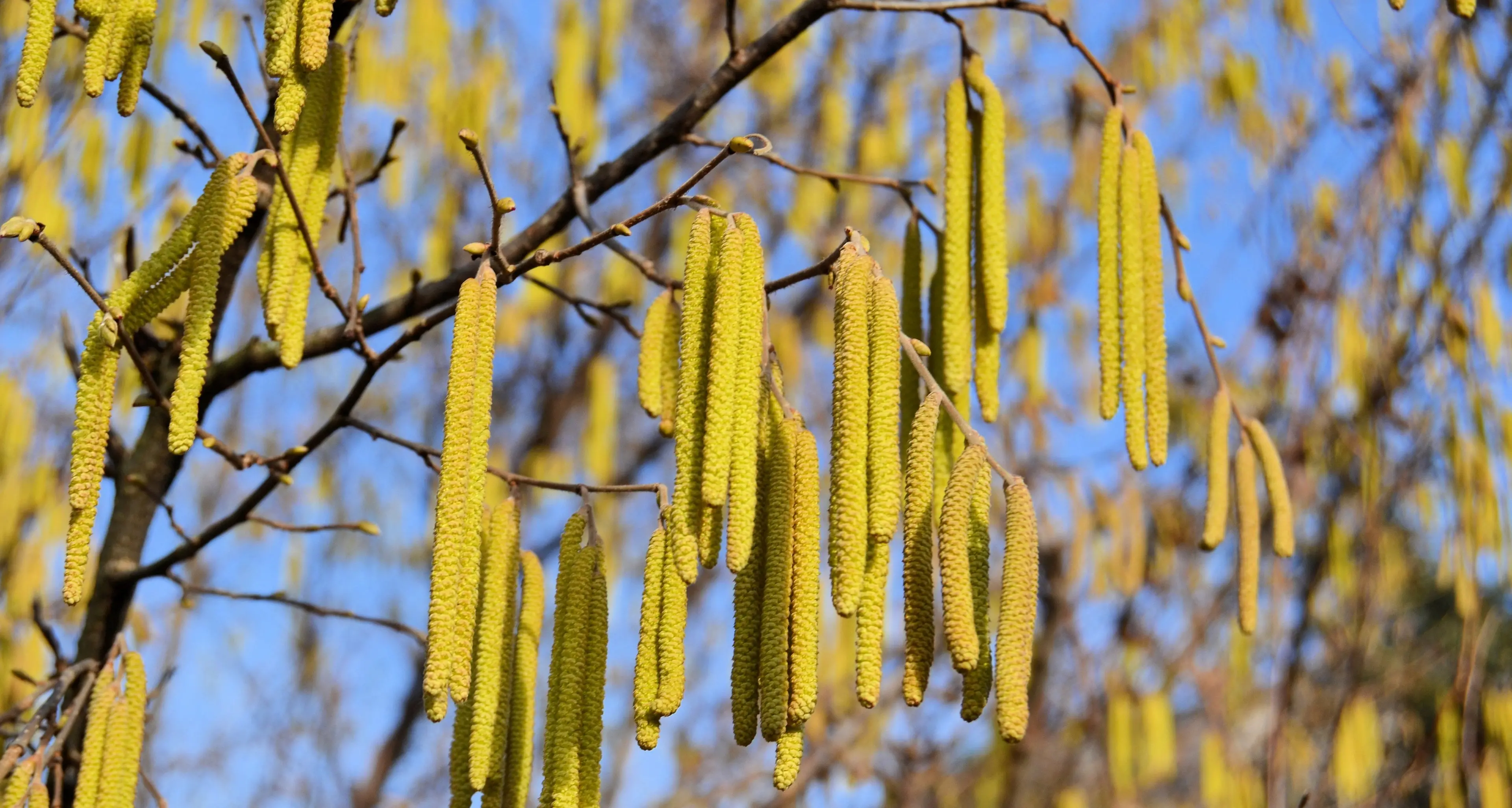 Allergici ai pollini? Arriva la app con le allerte personalizzate