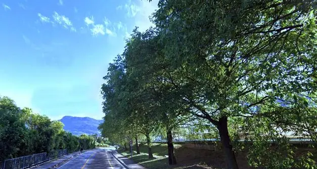 Ciclabile Povo Villazzano, la triste sorte di 13 alberi. Ianeselli risponde a Kristian: «Impossibile mantenerli»