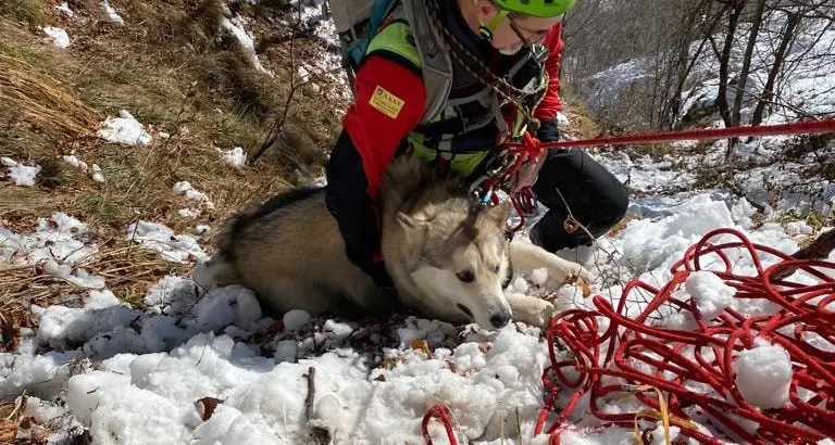 Ritrovato illeso dopo un volo di 10 metri il cane Pascal: in suo aiuto il soccorso alpino