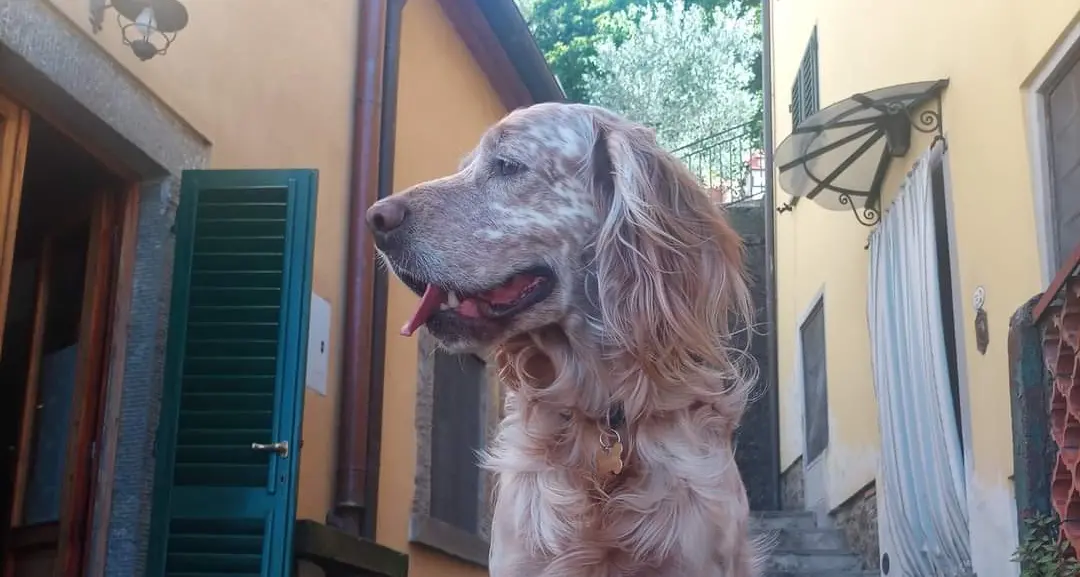 Ciro è scomparso da Trento: i padroni lo cercano disperatamente da oltre un mese