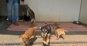 Stanno bene e si potranno adottare fra 40 giorni gli 8 cani portati in Italia dall’Ucraina