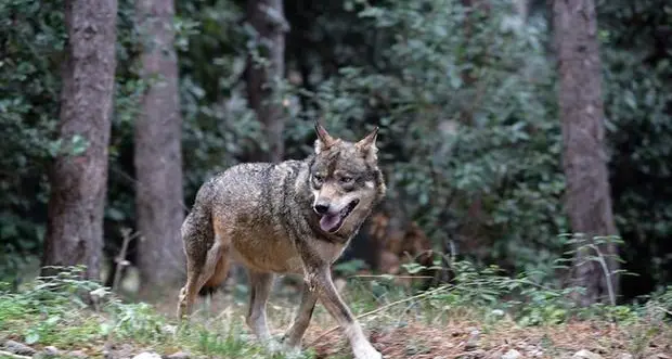 Lupi, il ministro Cingolani apre agli abbattimenti e loda il Trentino. Insorgono gli animalisti