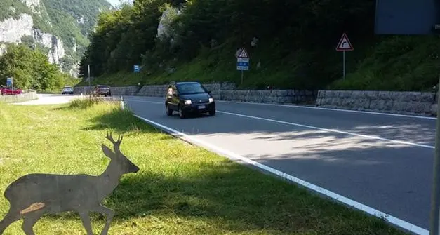 Aumentano gli investimenti di animali selvatici in Trentino: 307 in quattro mesi. In arrivo i “dissuasori” automatici