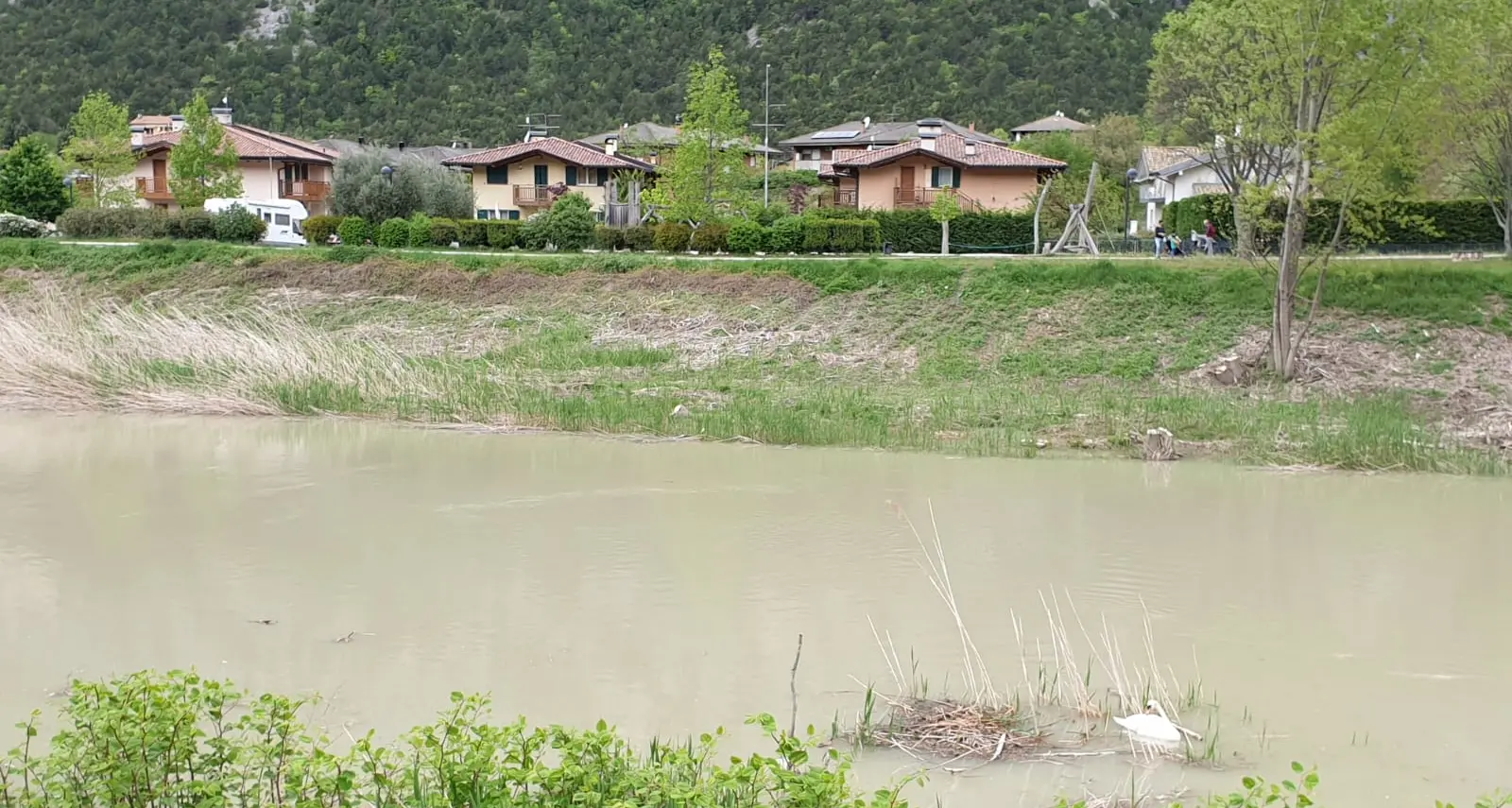 Pietramurata, il nido dei cigni travolto dalla piena: salvato abbassando le acque del Sarca