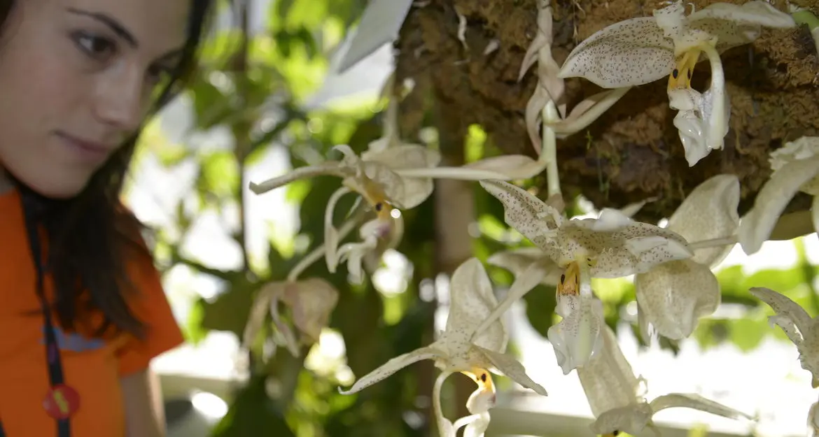 Il fascino delle orchidee tropicali al Muse
