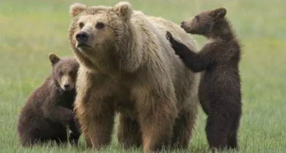 Orsi, gli animalisti insistono: “No alla cattura di F36”