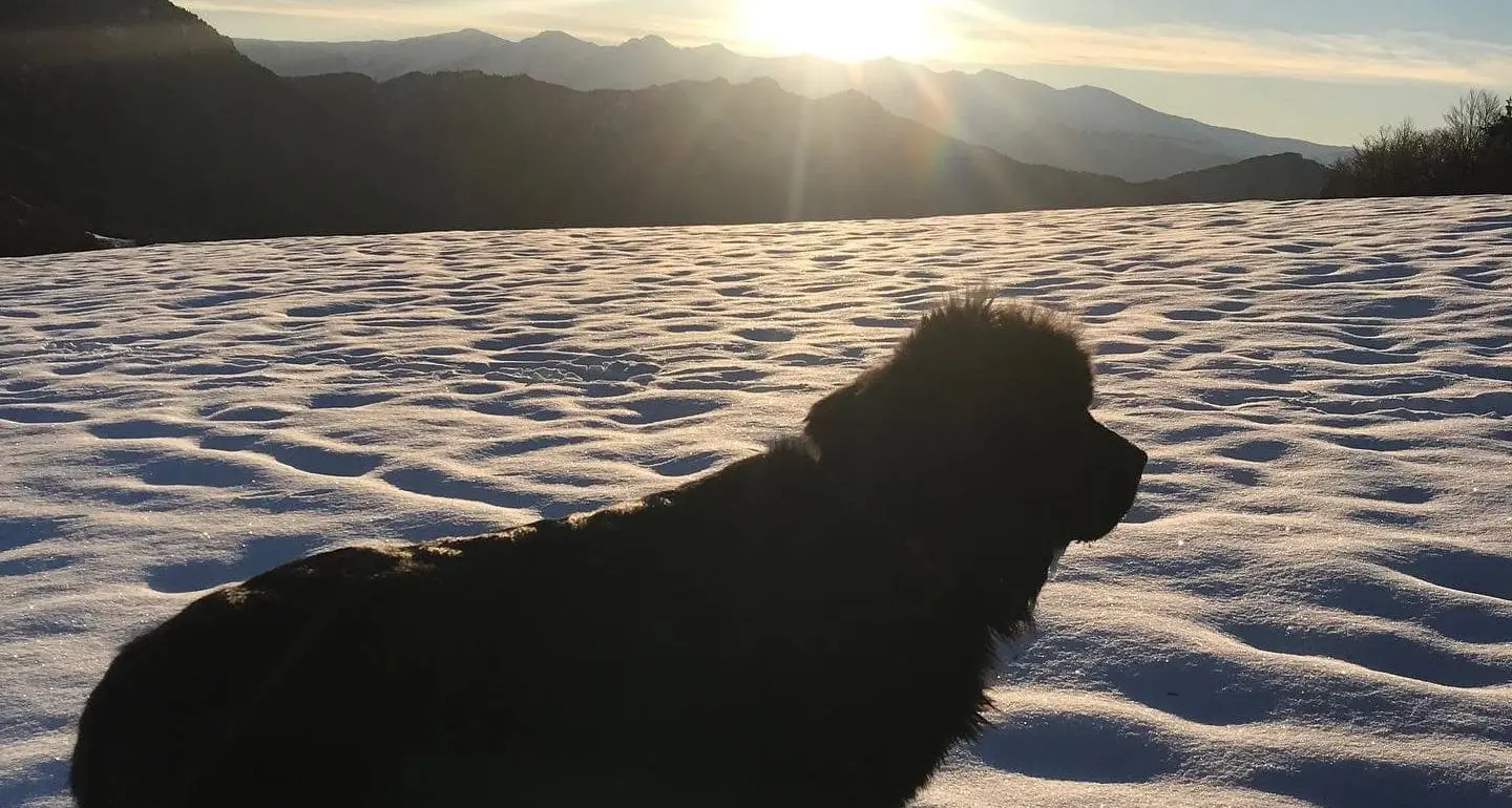 Addio a Reef, il cane-eroe del lago di Garda