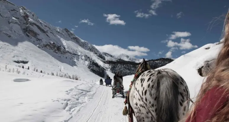 Val Badia, cavalli che trainano sciatori. Aidaa: \"E’ maltrattamento\"