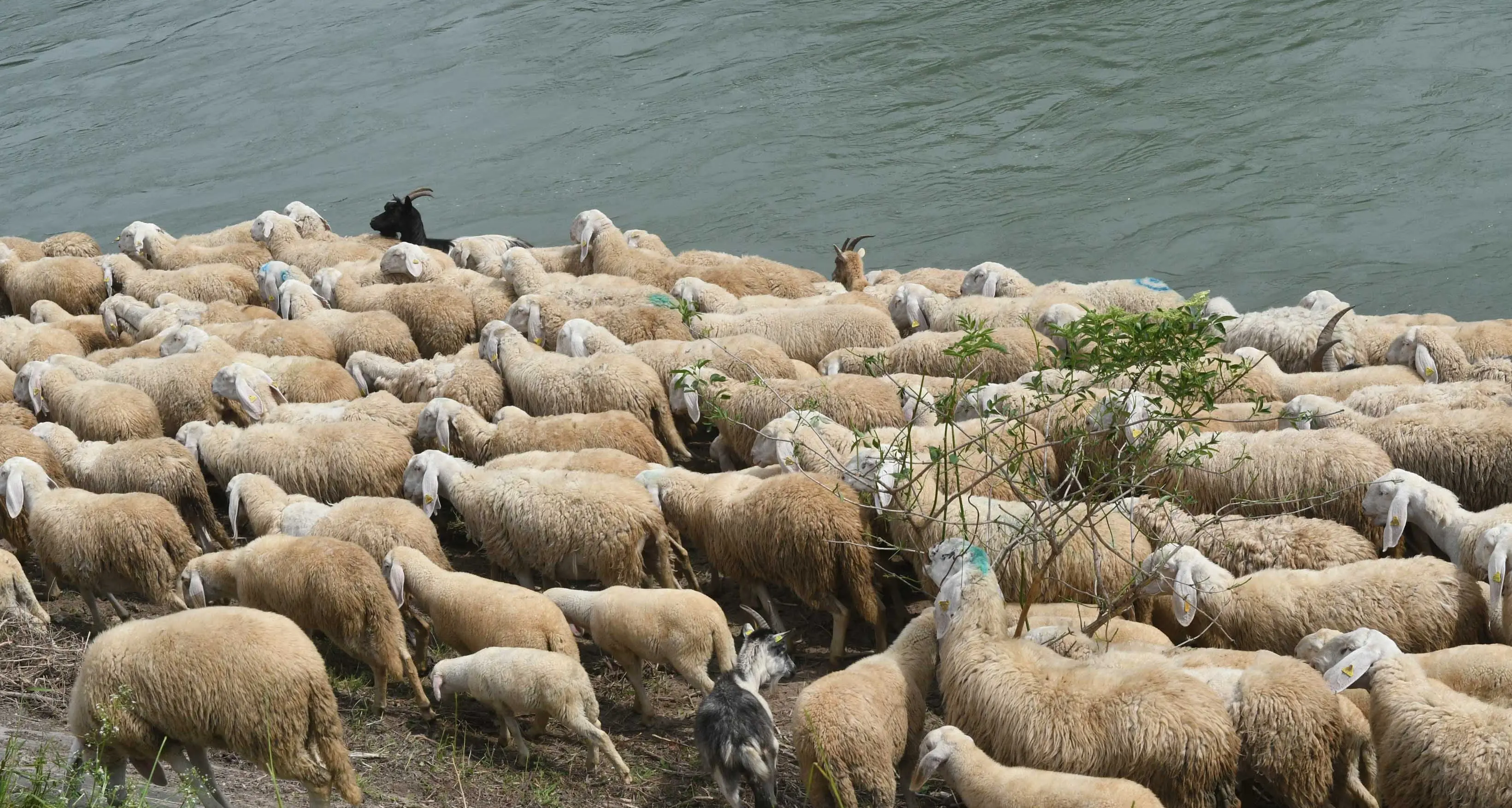 Furto di pecore a Gardolo: arrestati in quattro