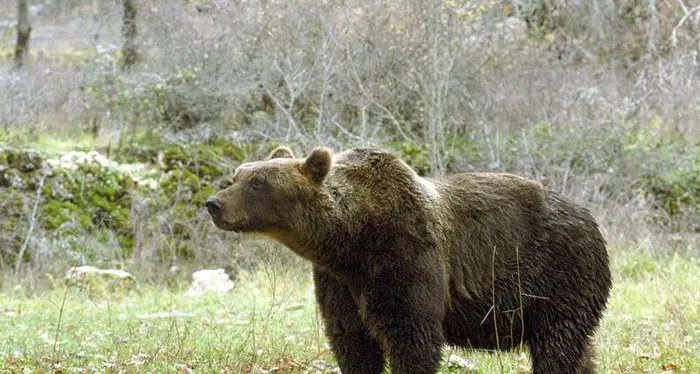 Orso troppo confidente radiocollarato ad Andalo