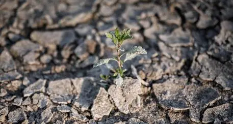 Siccità, l’allarme di Coldiretti: «Allevamento il settore più colpito, fino al -40% di foraggio»