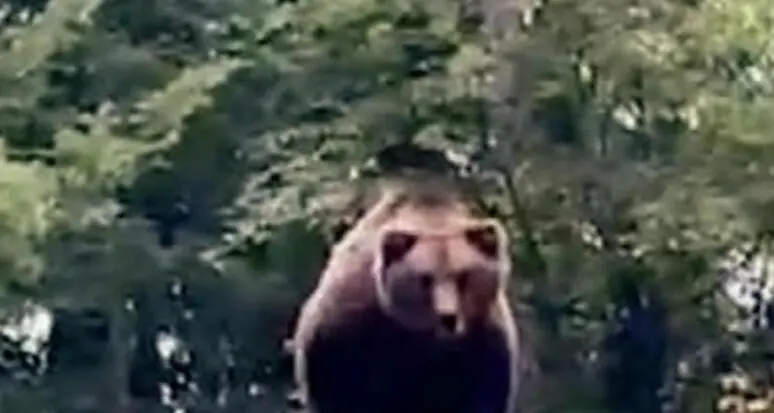 Orso abbattuto, mail bombing di Lav a Pichetto Fratin: «Fermare l’escalation della strage»