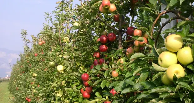 I produttori di mele contro la bozza Ue per ridurre i pesticidi: «A rischio la sicurezza alimentare»
