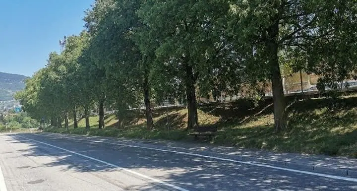 Giù gli alberi per far posto alla ciclabile, a Povo parte la petizione