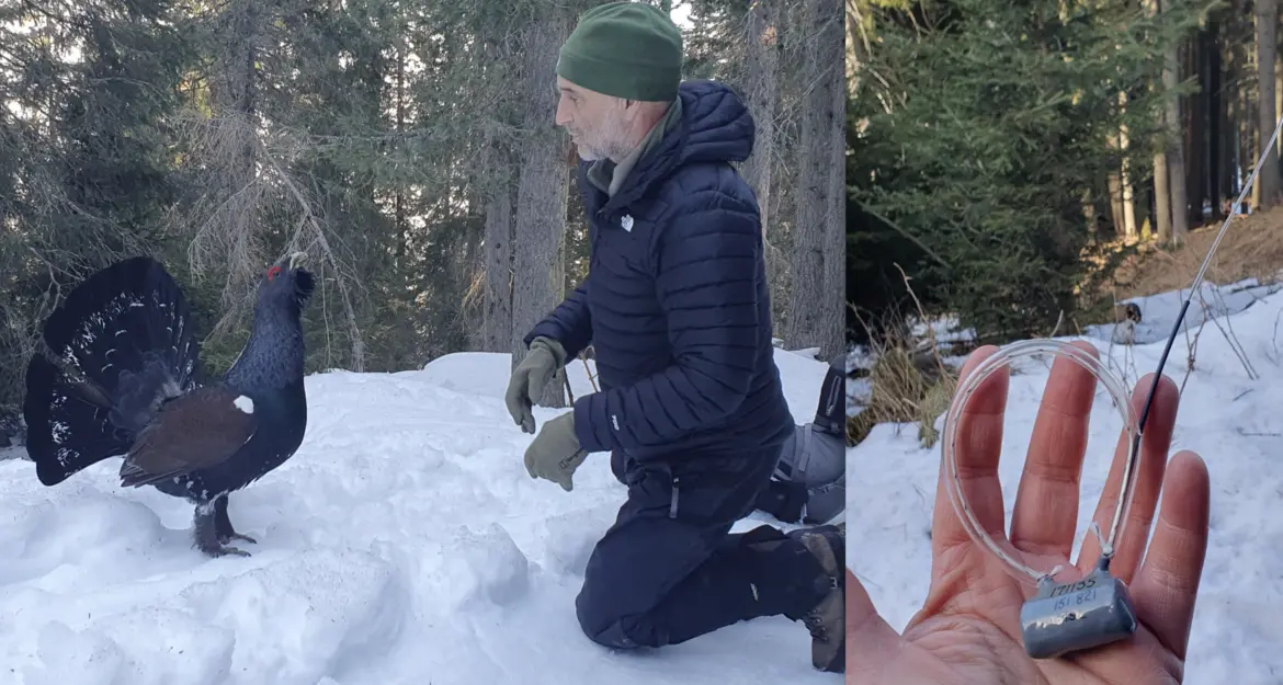 Riabilitato il gallo cedrone 'confidente' della val di Fiemme: selfie e video, tra cui quello di Dorothea Wierer
