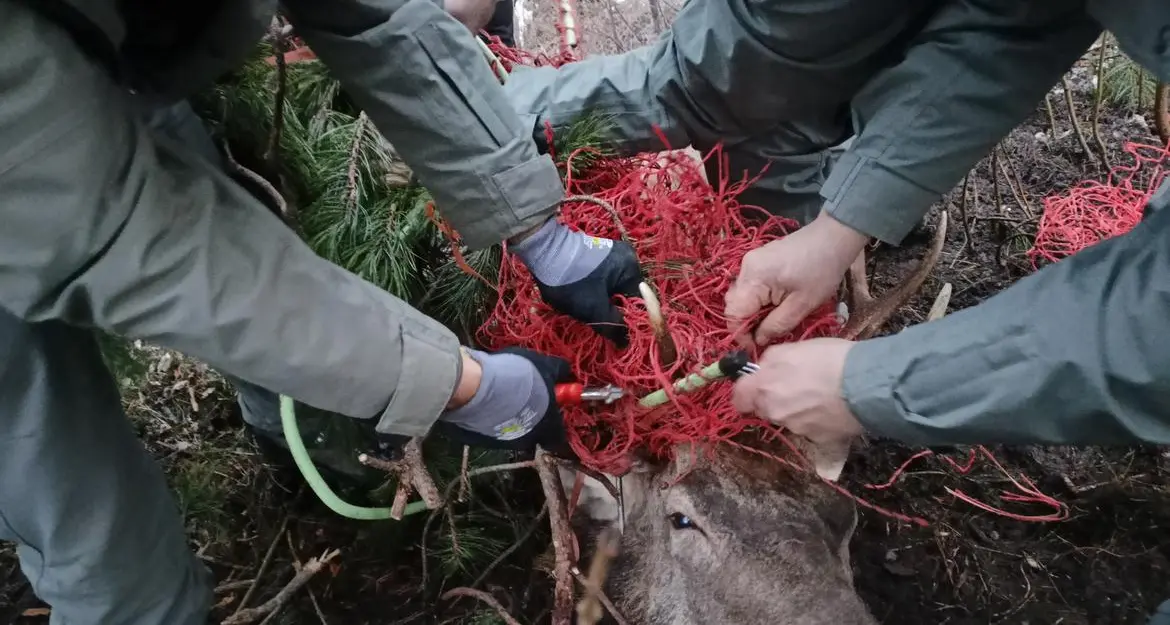 Monte Terlago, cervo incastrato in una rete liberato dai forestali: li “saluta” con un inchino