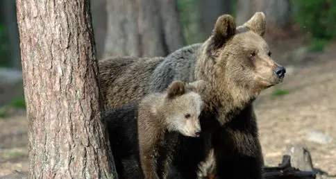 E’ Kj1 l’orsa catturata (e rilasciata) nell’Alto Garda: la stessa che ha aggredito il turista a Dro