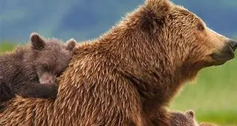 Gli animalisti: «Come stanno i cuccioli di Jj4 e F36?»