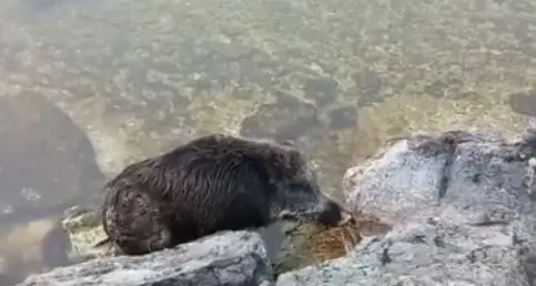 E anche il cinghiale fa un tuffo nel lago di Garda