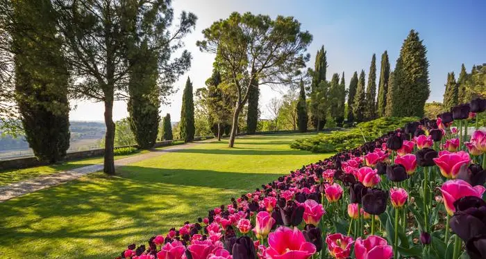 Parco Sigurtà apertura anticipata per la Festa della Donna. Ed è “Tulipanomania”