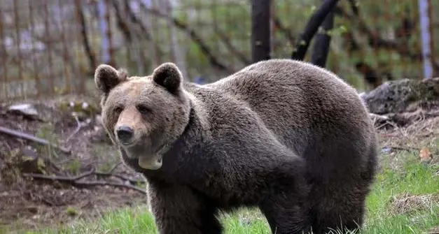 Gli animalisti diffidano la Provincia dopo la cattura di JJ4: «Rispetti l’ordinanza del Tar»