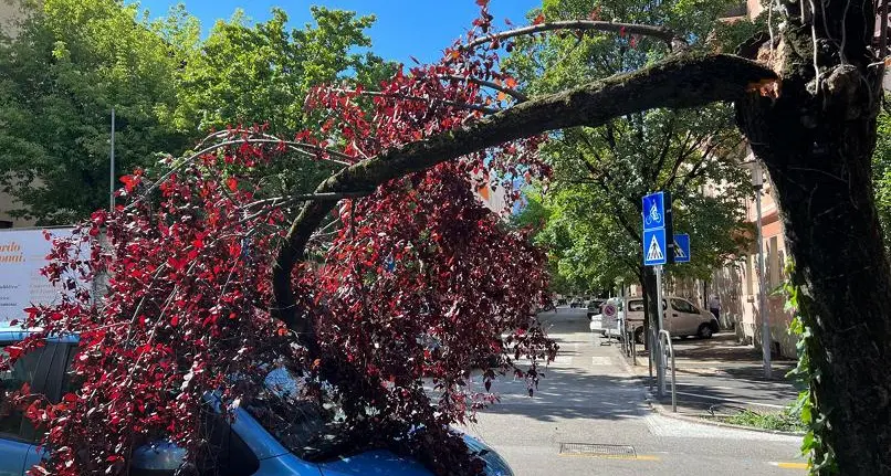 Via Perini, ramo si spezza e cade su un’auto