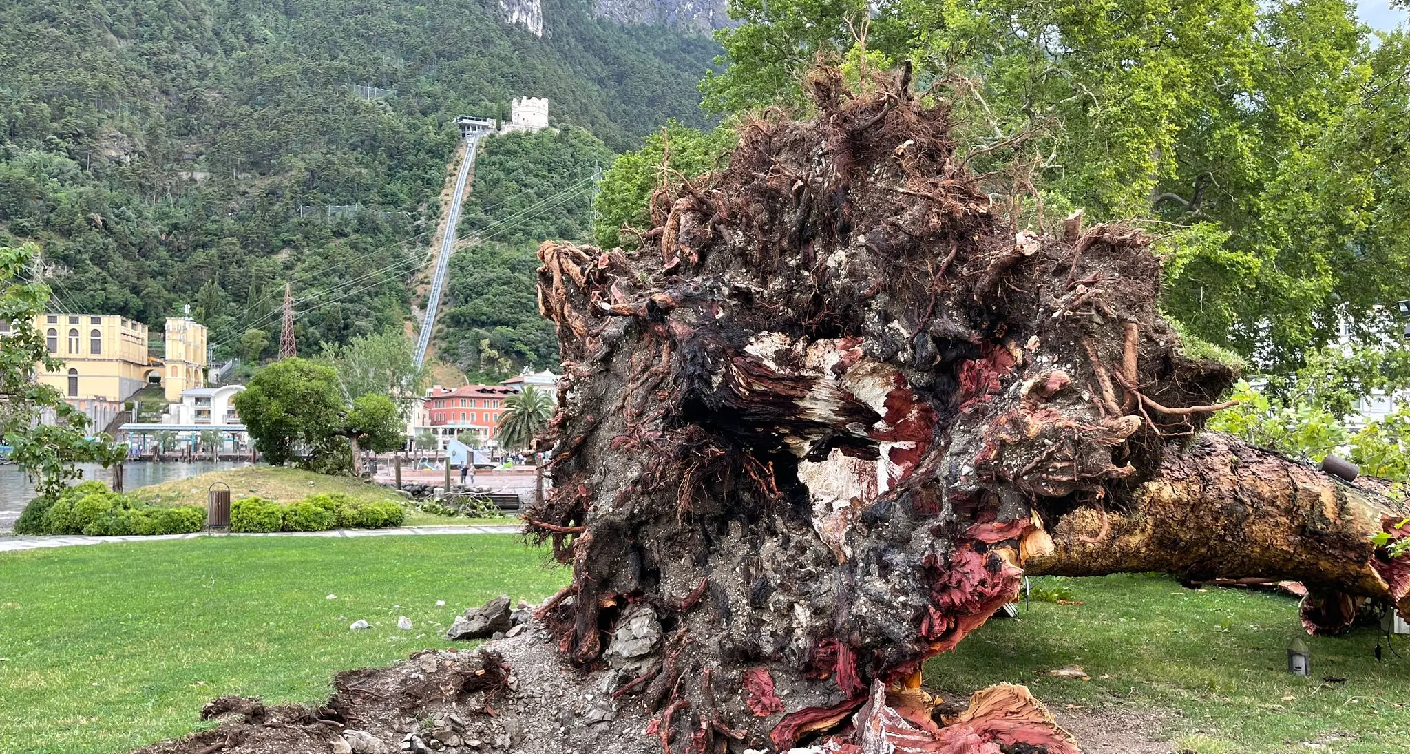 A Riva la tromba d’aria ha fatto strage di alberi: si contano decine di “vittime”. Ecco le foto