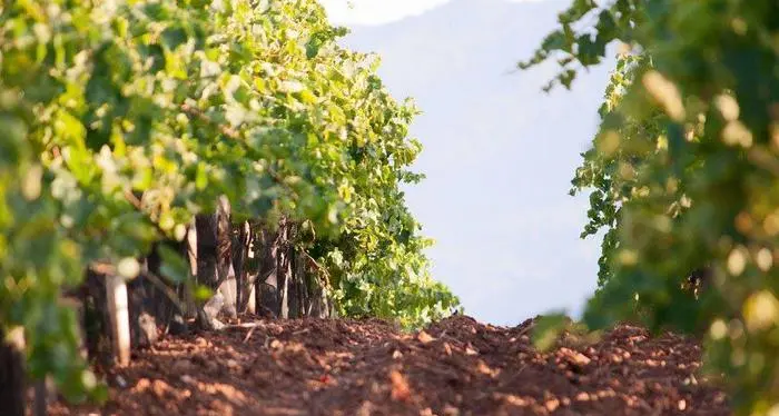 Agricoltura biologica, Fem: «In Trentino un aumento costante delle superfici coltivate». Ma preoccupano i danni del maltempo