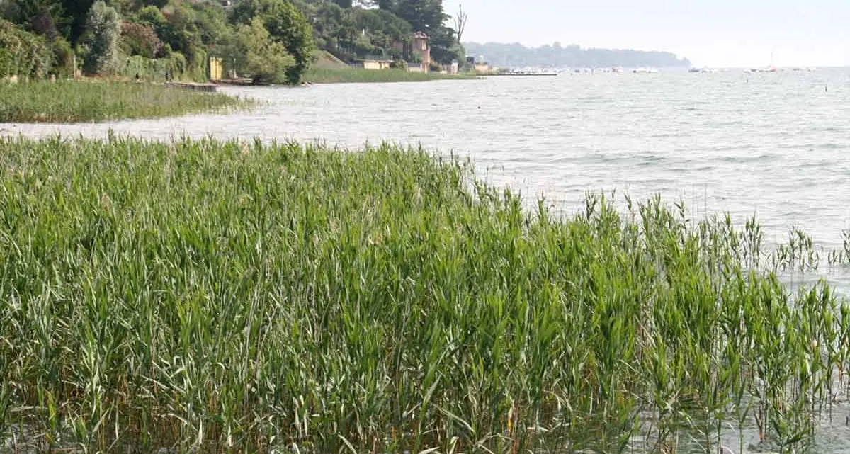 Così il Comune di Bardolino protegge i canneti del Garda