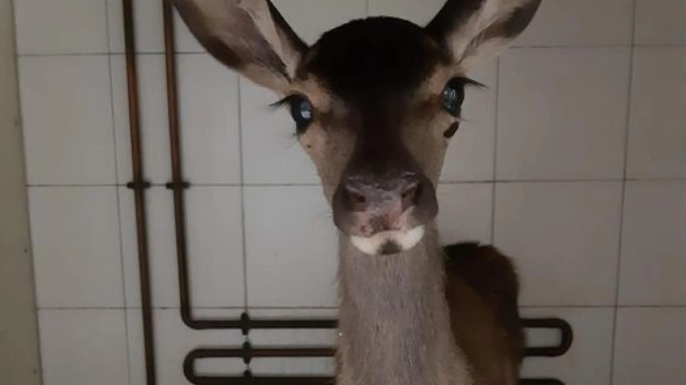 Facbook Clinica Veterinaria Duem