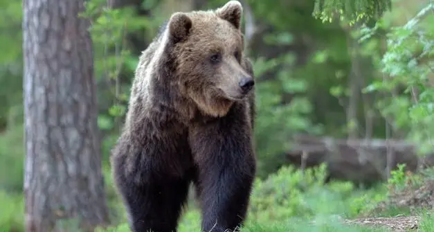 Morte di F36, Enpa: “Difficile pensare a un incidente”