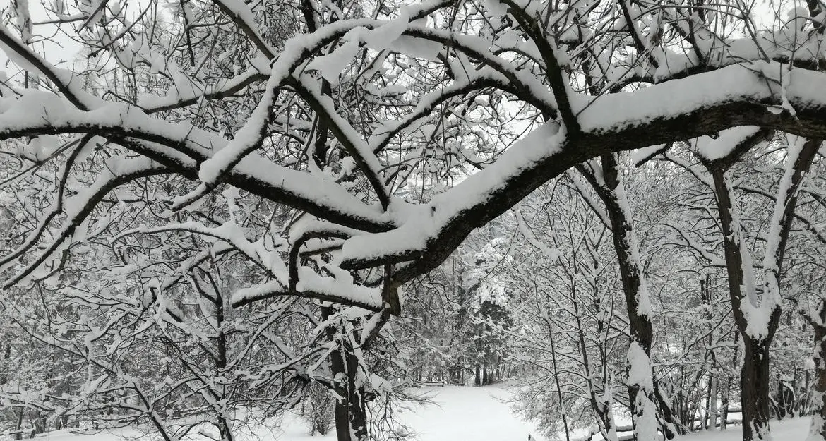 Immacolata con la neve in Trentino: attesi fino a 30 centimetri oltre gli 800 metri