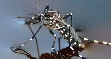 Drosophila, l’antagonista naturale funziona: sui piccoli frutti in Trentino l’incidenza più bassa degli ultimi anni